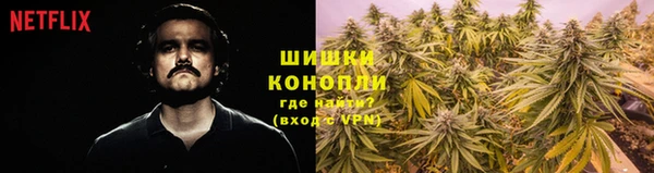 прущие грибы Алзамай