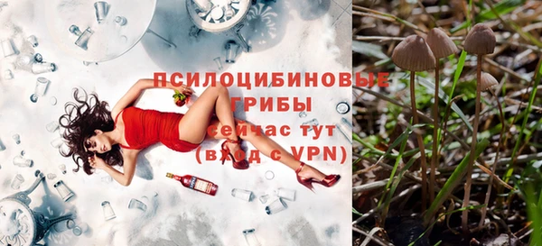 прущие грибы Алзамай