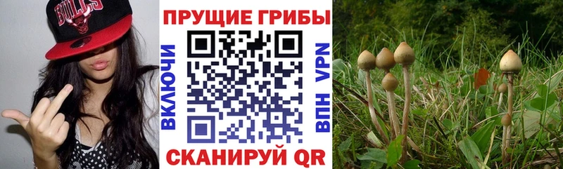 Псилоцибиновые грибы MAGIC MUSHROOMS  ОМГ ОМГ маркетплейс  Катайск 